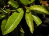 Prunus spinosa L. Prunus spinosa L.