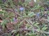Prunus spinosa L. Prunus spinosa L.