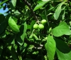 Prunus domestica (a confirmar)