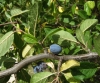 Prunus domestica 3/3 (a confirmar)