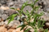 Prunus dulcis (Mill.) D.A. Webb