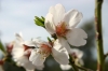 Prunus dulcis