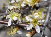 Prunus spinosa Prunus spinosa
