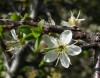 Prunus spinosa Prunus spinosa