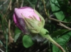 Rosa gallica ? 4/4