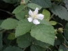 Rubus caesius (1d3)