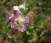 Rubus ulmifolius 1/3 Rubus ulmifolius 1/3