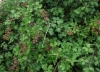 Rubus ulmifolius 1/3 Rubus ulmifolius 1/3