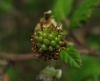 Rubus ulmifolius 2/3 Rubus ulmifolius 2/3