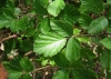 Rubus ulmifolius 3/3 Rubus ulmifolius 3/3