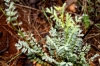 Sanguisorba sp.