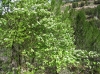 Sorbus aria (L.) Crantz