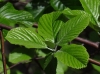 Sorbus aria (L.) Crantz