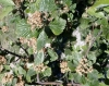 Sorbus aria (L.) Crantz