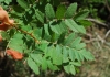 Sorbus domestica L.