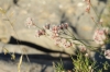 Asperula aristata L. fil. subsp. scabra (J. Presl & C. Presl ex Lange) Nyman