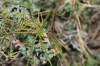 Asperula aristata L. fil. subsp. scabra (J. Presl & C. Presl ex Lange) Nyman