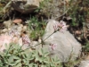 Asperula aristata L.f. subsp. scabra (J.Presl & C.Presl ex Lange) Nyman