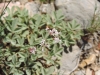 Asperula aristata L.f. subsp. scabra (J.Presl & C.Presl ex Lange) Nyman