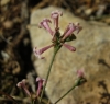 Asperula aristata L. subsp. scabra (J. Presl & C. Presl ex Lange) Nyman