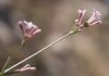 Asperula aristata L. subsp. scabra (J. Presl & C. Presl ex Lange) Nyman