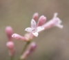 Asperula aristata L. subsp. scabra (J. Presl & C. Presl ex Lange) Nyman