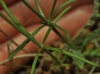 Asperula aristata L.f. subsp. scabra (J.Presl & C.Presl ex Lange) Nyman
