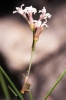 Asperula aristata L.f. subsp. scabra (J.Presl & C.Presl ex Lange) Nyman