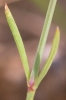 Asperula aristata L.f. subsp. scabra (J.Presl & C.Presl ex Lange) Nyman