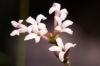 Asperula aristata L.f. subsp. scabra (J.Presl & C.Presl ex Lange) Nyman