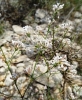 Asperula aristata L.f. subsp. scabra (J.Presl & C.Presl ex Lange) Nyman