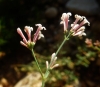 Asperula aristata L.f. subsp. scabra (J.Presl & C.Presl ex Lange) Nyman