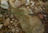 Asperula aristata L.f. subsp. scabra (J.Presl & C.Presl ex Lange) Nyman
