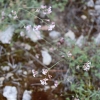 Asperula aristata L.f. subsp. scabra (J.Presl & C.Presl ex Lange) Nyman