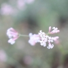 Asperula aristata L.f. subsp. scabra (J.Presl & C.Presl ex Lange) Nyman