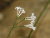 Asperula aristata L. subsp. scabra (J. Presl & C. Presl ex Lange) Nyman