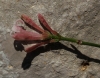 Asperula aristata L. subsp. scabra (J. Presl & C. Presl ex Lange) Nyman