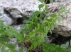 Cruciata glabra (L.) Ehrend.