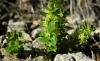 Cruciata glabra (L.) Ehrend. subsp. glabra