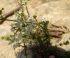 Galium lucidum All.