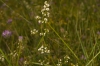 Galium lucidum All.