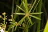 Galium lucidum All.