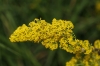 Galium verum L. subsp. verum