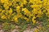 Galium verum L. subsp. verum