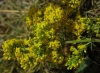 Galium verum L. subsp. verum