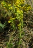 Galium verum L. subsp. verum