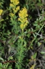 Galium verum L. subsp. verum