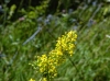 Galium verum L. subsp. verum