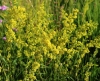Galium verum L. subsp. verum