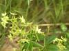Rubia peregrina L.